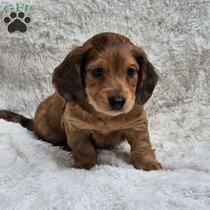 Teddy, Dachshund Puppy